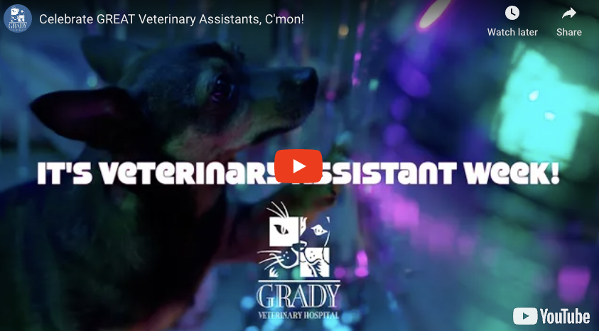 Celebrate GREAT Veterinary Assistants, C'mon!